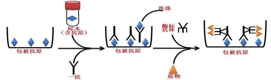 酶联免疫应用技术平台